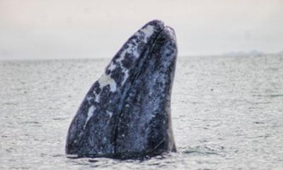 Grey Whale Watching in Magdalene Bay