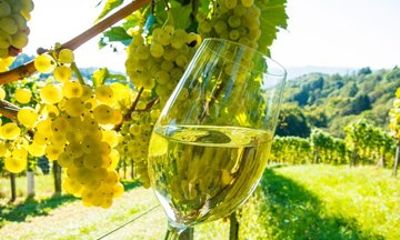 Nice to Antibes St Paul de Vence Private Wine Tour