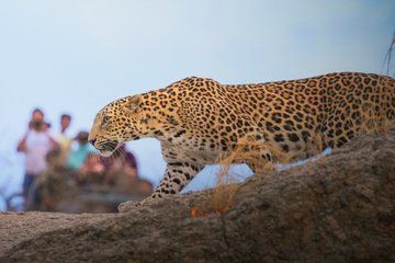 5 Days Udaipur to Jawai Leopard Safari Tour with Ranakpur Temple