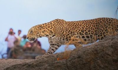 5 Days Udaipur to Jawai Leopard Safari Tour with Ranakpur Temple