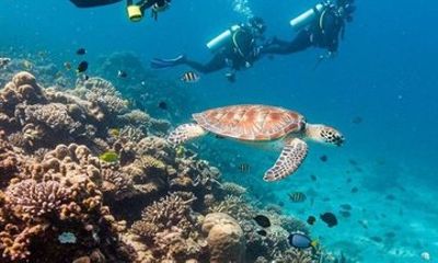 Red Sea Scuba Diving Adventure from Hurghada with Lunch Transfers