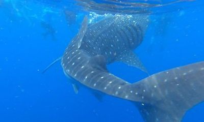 Private Whale Shark Kawasan Falls Canyoneering Full Day Cebu