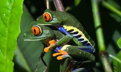 Private Bijagua Night Wildlife Walk Frogs, Snakes and Rainforest