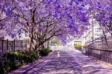Jacaranda Spring Blossom, Taronga and City Tour from Sydney