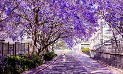 Jacaranda Spring Blossom, Taronga and City Tour from Sydney