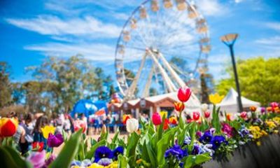 Canberra Floriade Flower Festival Mount Ainslie and Bowral Tour