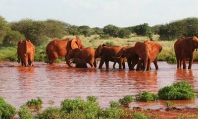 Tsavo East Ngutuni and Salt Lick Safari Tour