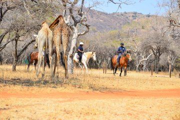 Magaliesberg Horseback Wildlife Mini Safari