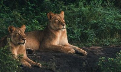 7-Day Windhoek Namib Desert Swakopmund and Etosha NP