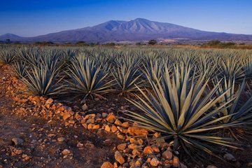 Tequila, Casa Sauza and Cantaritos from Guadalajara
