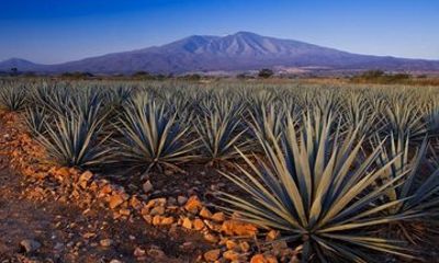 Tequila, Casa Sauza and Cantaritos from Guadalajara