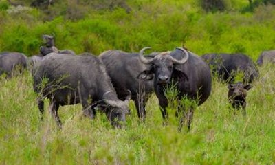 Ol Donyo Sabuk Machakos 4WD Group Tour from Nairobi
