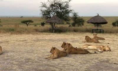 3 Day Safari and Cultural Adventure in Tanzania