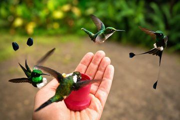 Mindo Cloud Forest Private Tour All Fees Included