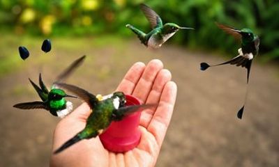 Mindo Cloud Forest Private Tour All Fees Included