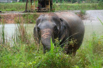 Wildlife Watching Adventure in Ao Nang