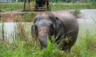 Wildlife Watching Adventure in Ao Nang
