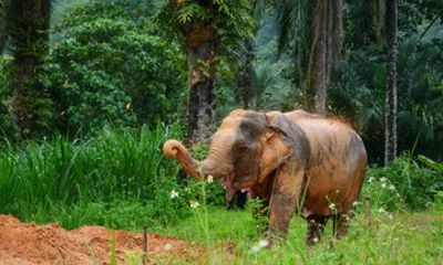 A Mini Moment at Krabi Roaming Elephant Sanctuary