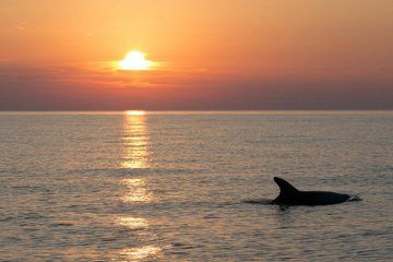 Brijuni National Park Dolphin Watching Cruise with Drinks