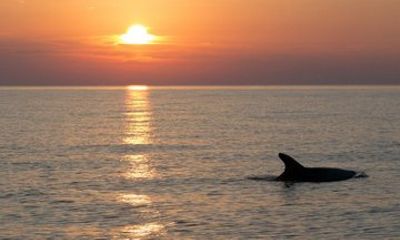 Brijuni National Park Dolphin Watching Cruise with Drinks
