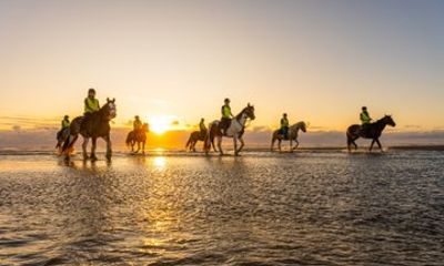 2-Hour Muriwai Beach Horse Trek Experience