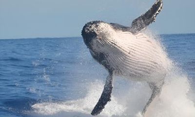 Cape Town To Hermanus Whale Watch Shuttle Services