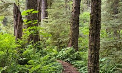 Guided Coastal Rainforest Hike in Sitka