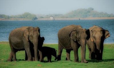Minneriya National Park Private Jeep Safari with Expert Guide