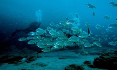 Discover the reef for beginners