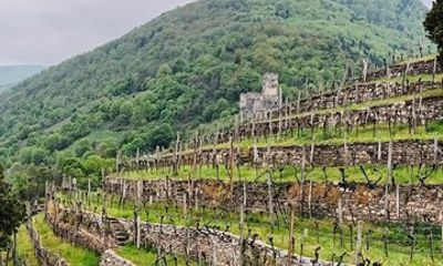Wachau Valley Boat and Wine Private Day Experience from Vienna