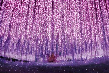 Ashikaga Flower Park Illumination & Strawberry Picking