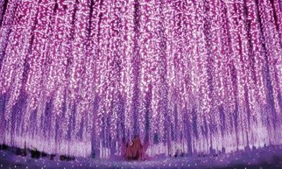 Ashikaga Flower Park Illumination & Strawberry Picking