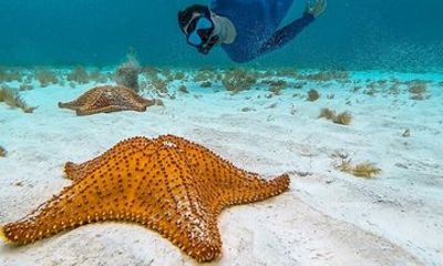 Grand Cayman Stingray City Starfish Point and Reef Snorkel