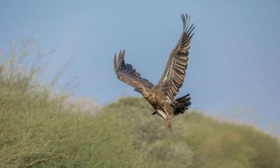 Birdwatching at Bishoftu Creator lake Day Trip from Addis Ababa