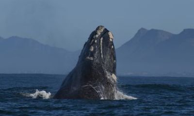 Shared Hermanus Whale Watching and Penguins Cape Town Adventure