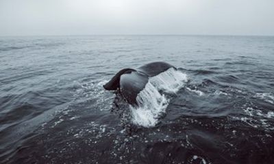 Private Whale Watching trip