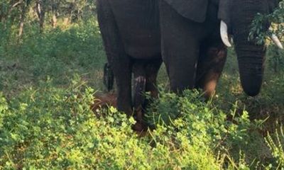 Mosi Oa Tunya National Park Game Drive and Rhino Walk
