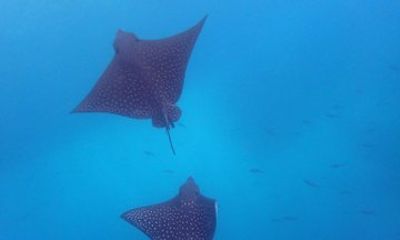 Galapagos Snorkeling Day Tour in Santa Fe and Playa Escondida