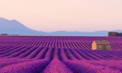 From Nice or Cannes Provence Lavender Fields and Verdon Tour