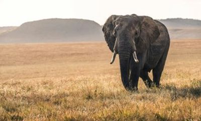 4 Day Signature Family Wildlife Adventure Masai Mara Safari