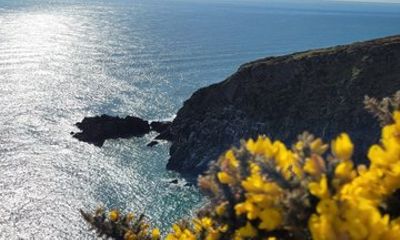 Howth Cliff Walk Guided Scenic Wildlife Hike