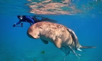 Sharm El Luli Beach Day Trip with Snorkeling Adventure