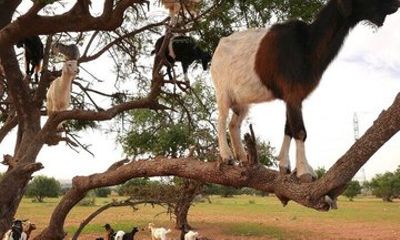 Half Day Goats in Argan Trees and Crocoparc Tour from Agadir