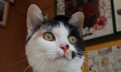 Local Train with Cat Stationmaster and Wakayama Highlights