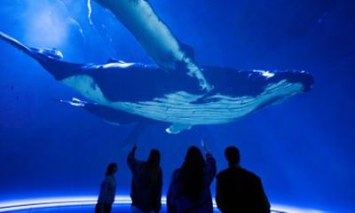 Experience Our Story with Sir David Attenborough