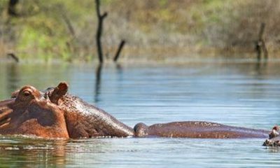 2 Day Lake Nakuru and Lake Naivasha Guided Tour