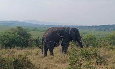 Akagera 2 Day Big Five Safari and Community Visit