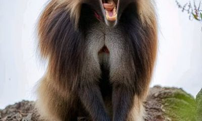 Blue Nile Gorge Gelada Baboons and Debre Libanos Tour