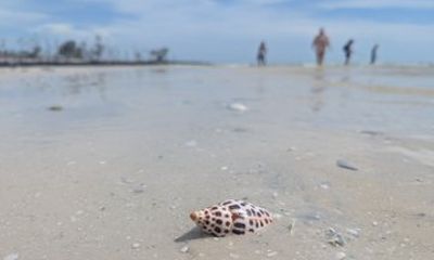 Eco Friendly Shelling Adventure in the Ten Thousand Islands