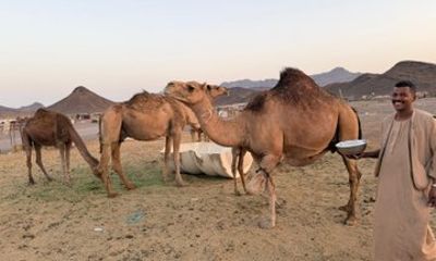Madinah Desert Camel Safari with Fresh Milk Tasting